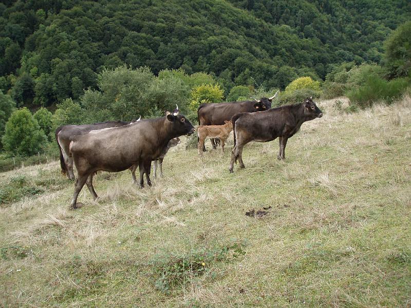 Pyrenees Day4 (10).jpg